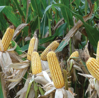 "[The U.S. agricultural economy is] Possibly Already in a Crisis," argues NCGA