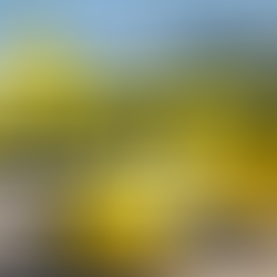 Spirit Airlines Files for Bankruptcy