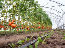 Tomato prices to increase as new tariffs are implemented