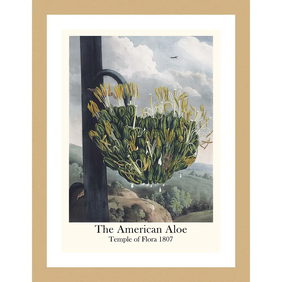 Towering American Aloe plant with yellow flowers against a dark, mountainous landscape and a distant moonlit castle.