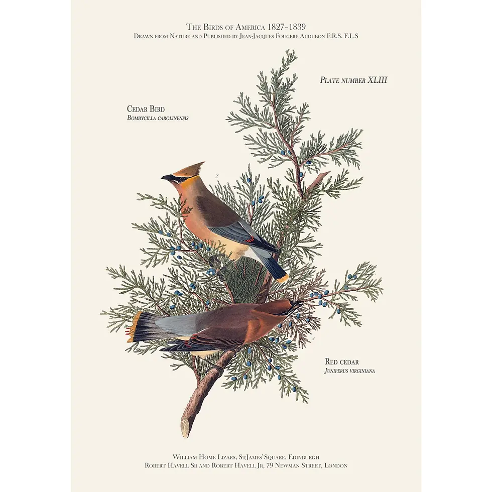 Cedar Bird