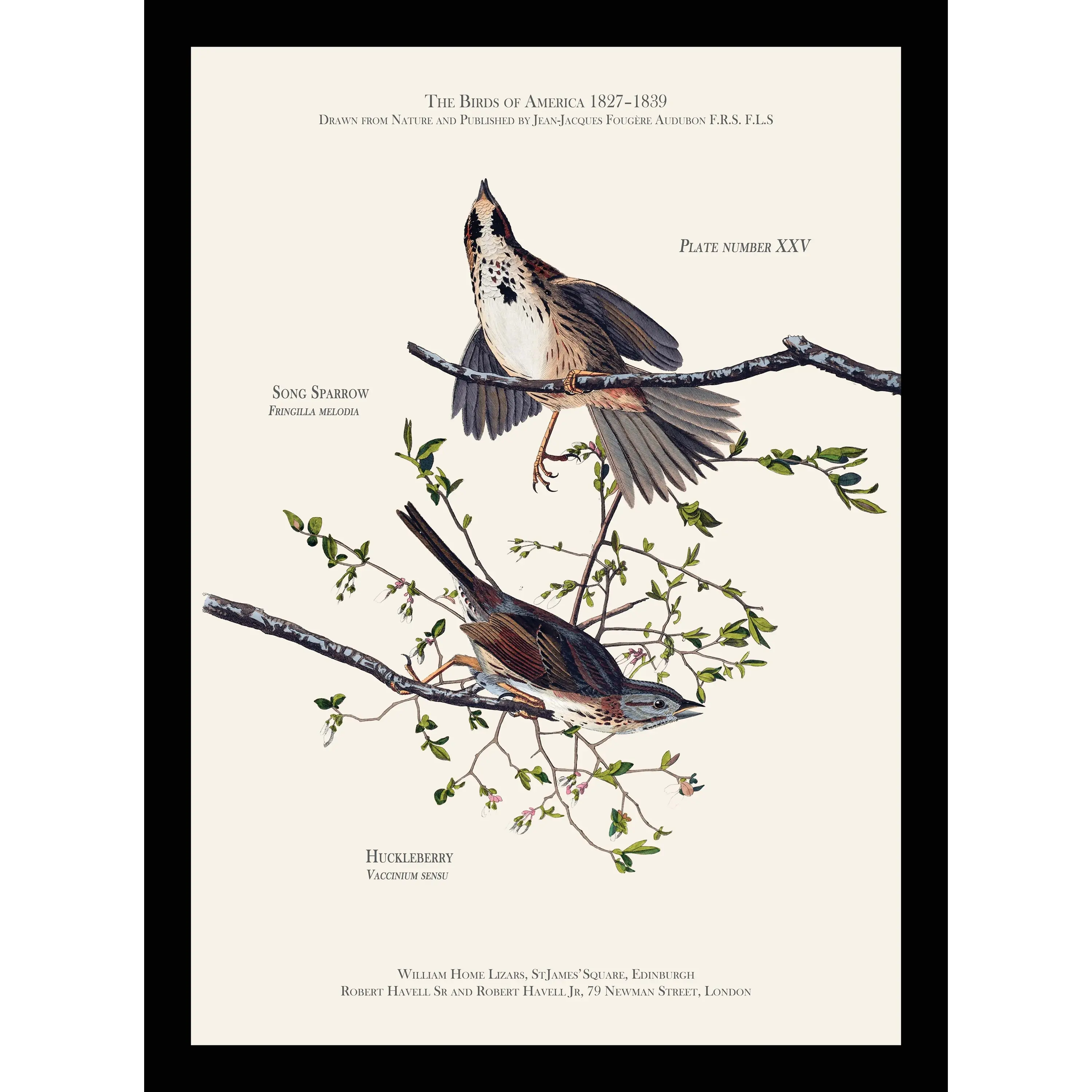 Song Sparrow