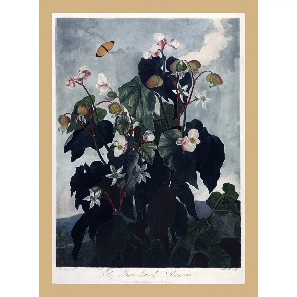 Pink Oblique-leaved Begonia flowers with heart-shaped leaves against a dark, lush tropical forest landscape