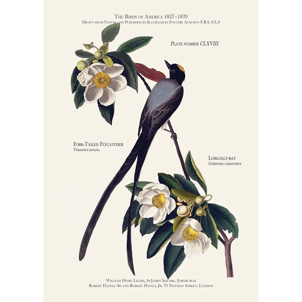 Fork-Tailed Flycatcher