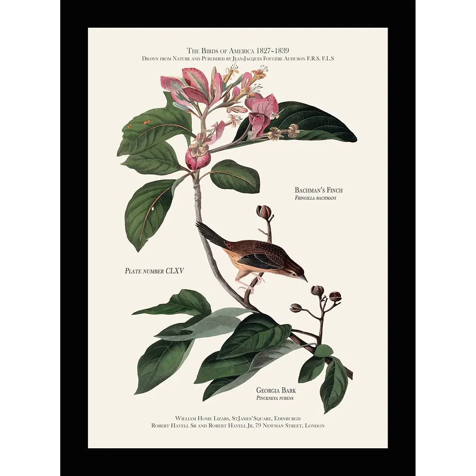 Bachman's Finch