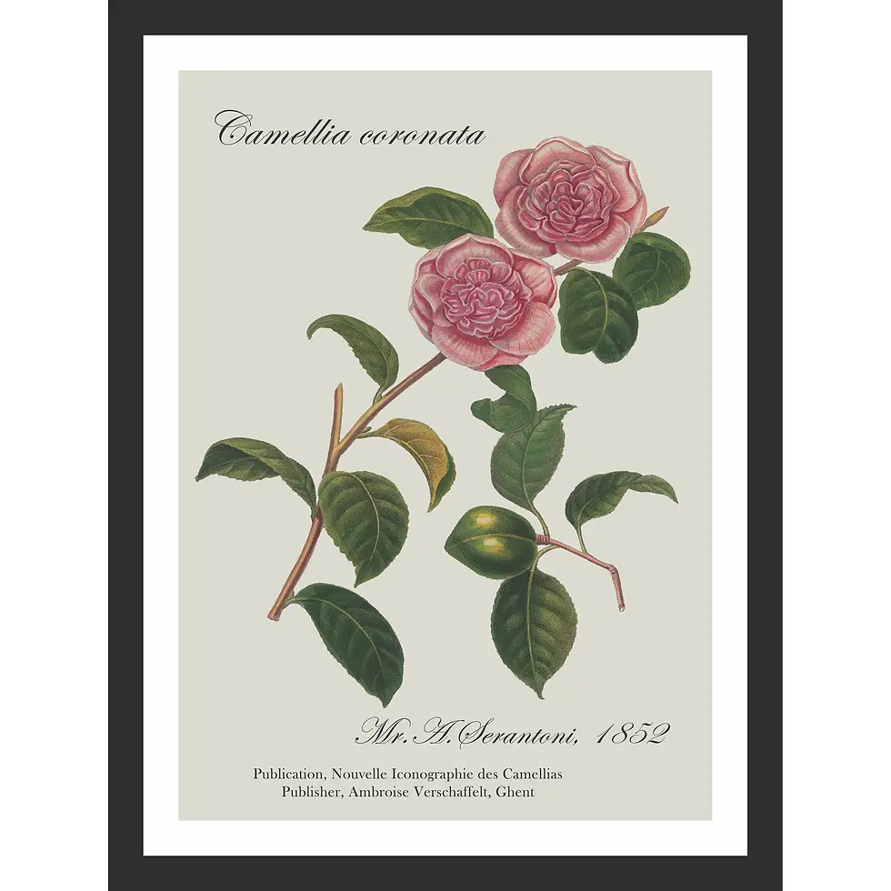 Two large, vibrant pink camellia flowers with densely layered petals on a woody stem with dark green, glossy leaves.