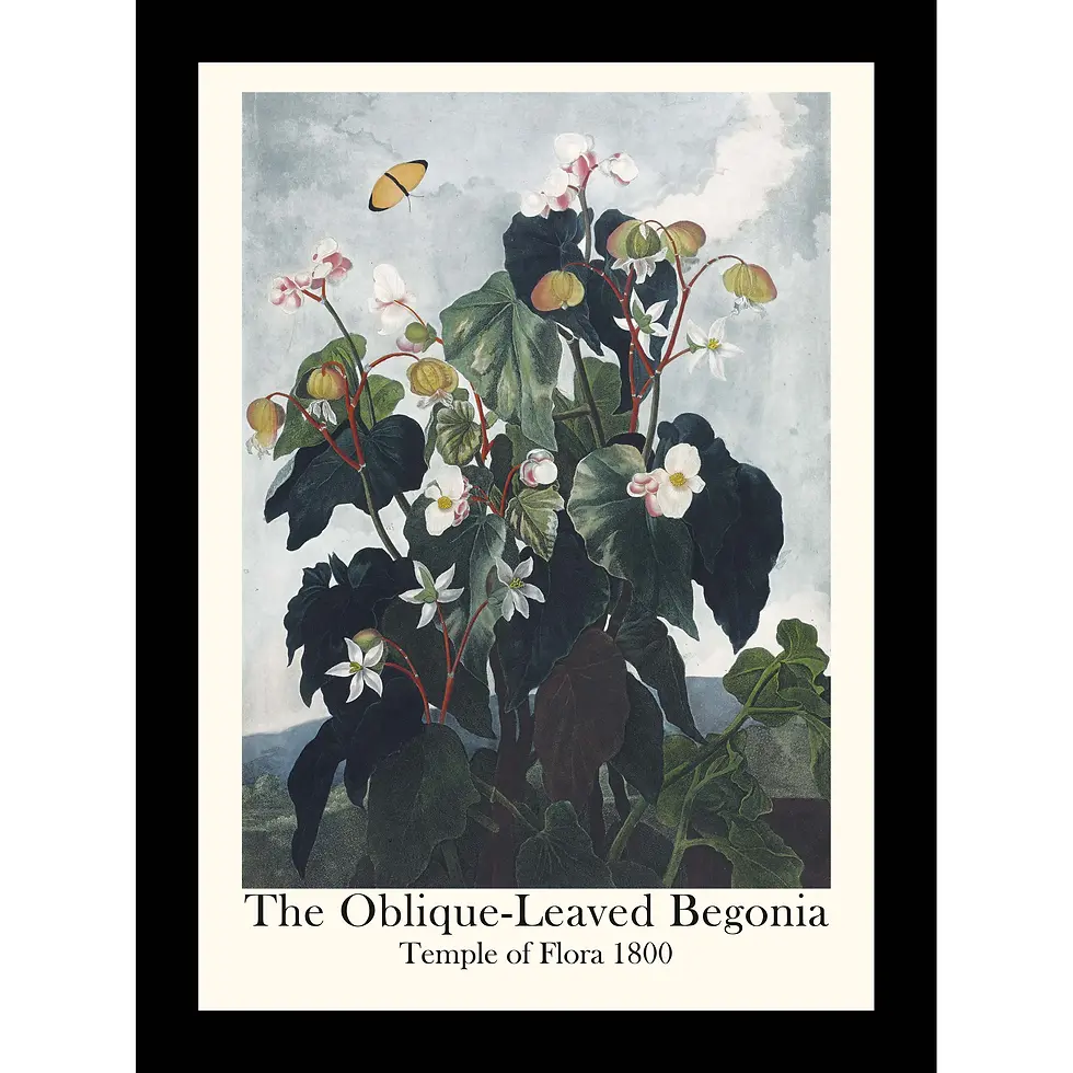 Thumbnail: Pink Oblique-leaved Begonia flowers with heart-shaped leaves against a dark, lush tropical forest landscape