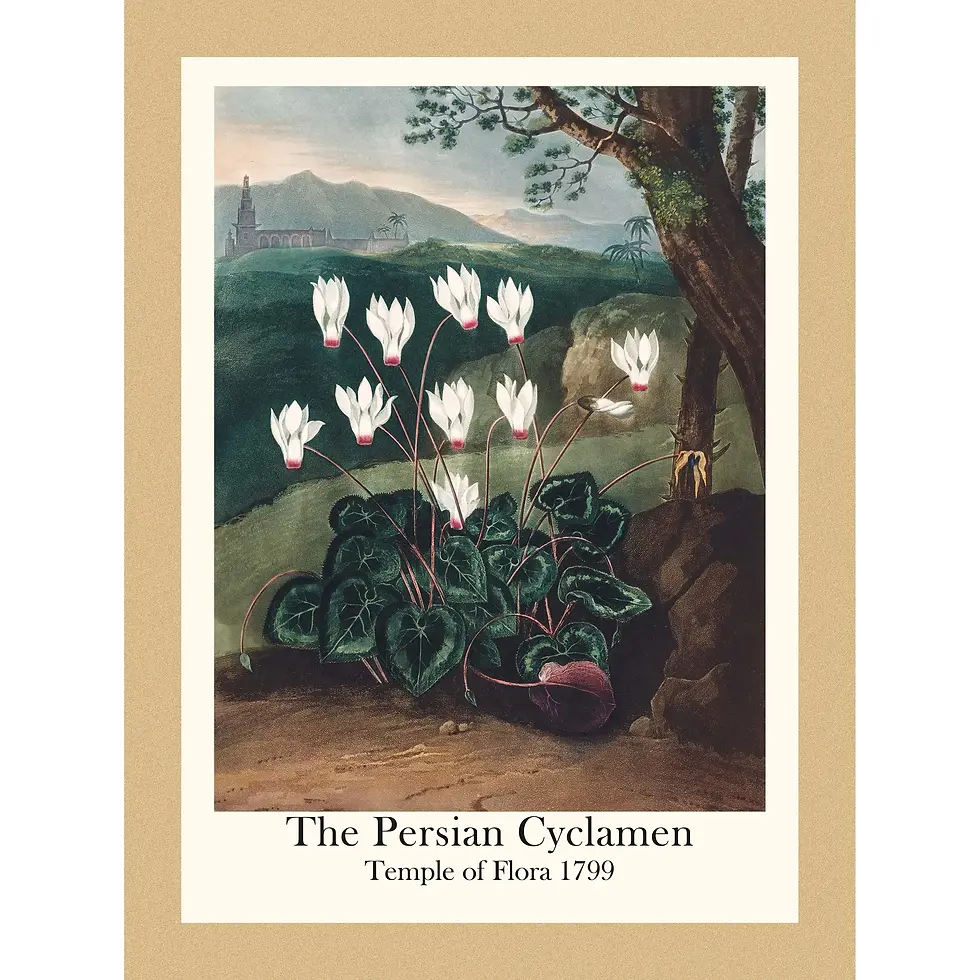 Thumbnail: Pink and white Persian Cyclamen flowers with reflexed petals growing in a dark, rocky landscape under a stormy sky.