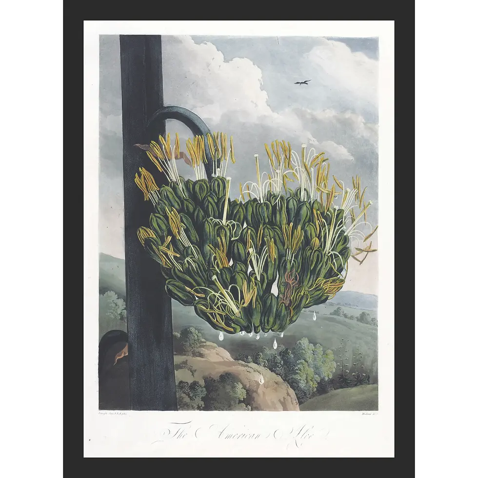 Towering American Aloe plant with yellow flowers against a dark, mountainous landscape and a distant moonlit castle.