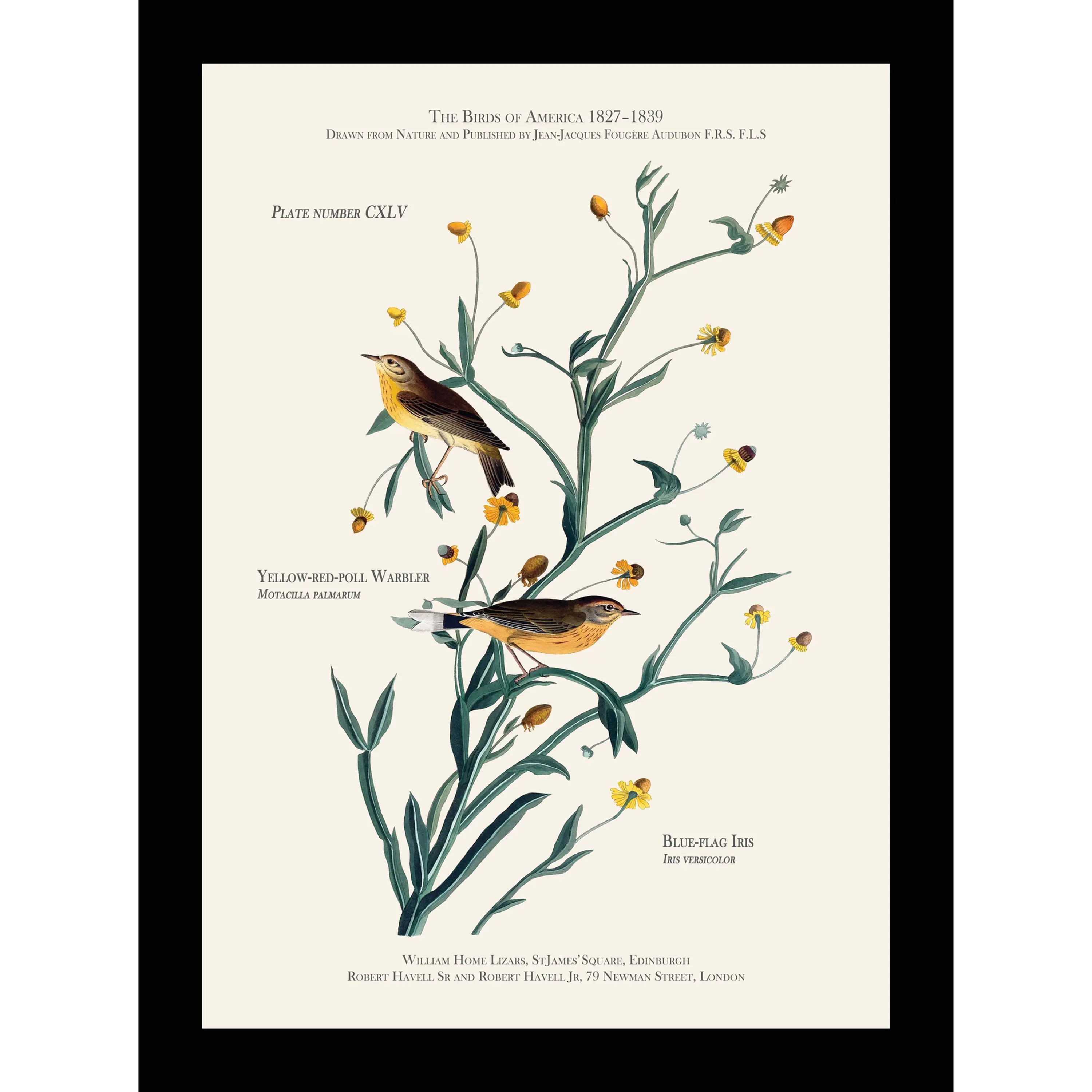 Yellow Red-Poll Warbler