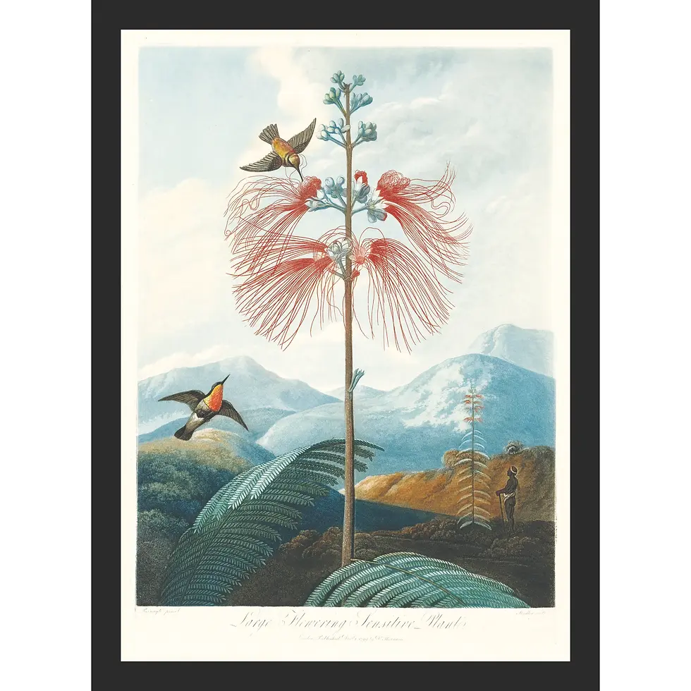 Large pink sensitive plant with feathery flowers against a dark, stormy mountain landscape and moonlight, by Robert Thornton