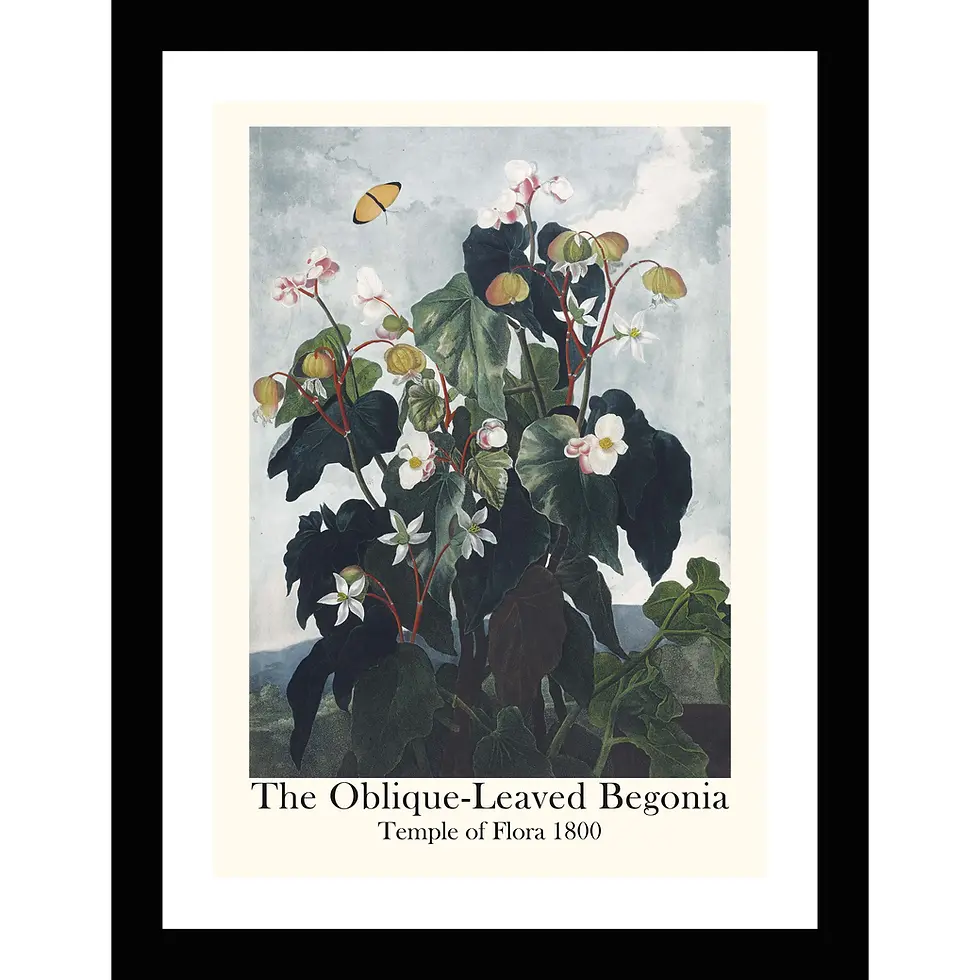 Pink Oblique-leaved Begonia flowers with heart-shaped leaves against a dark, lush tropical forest landscape