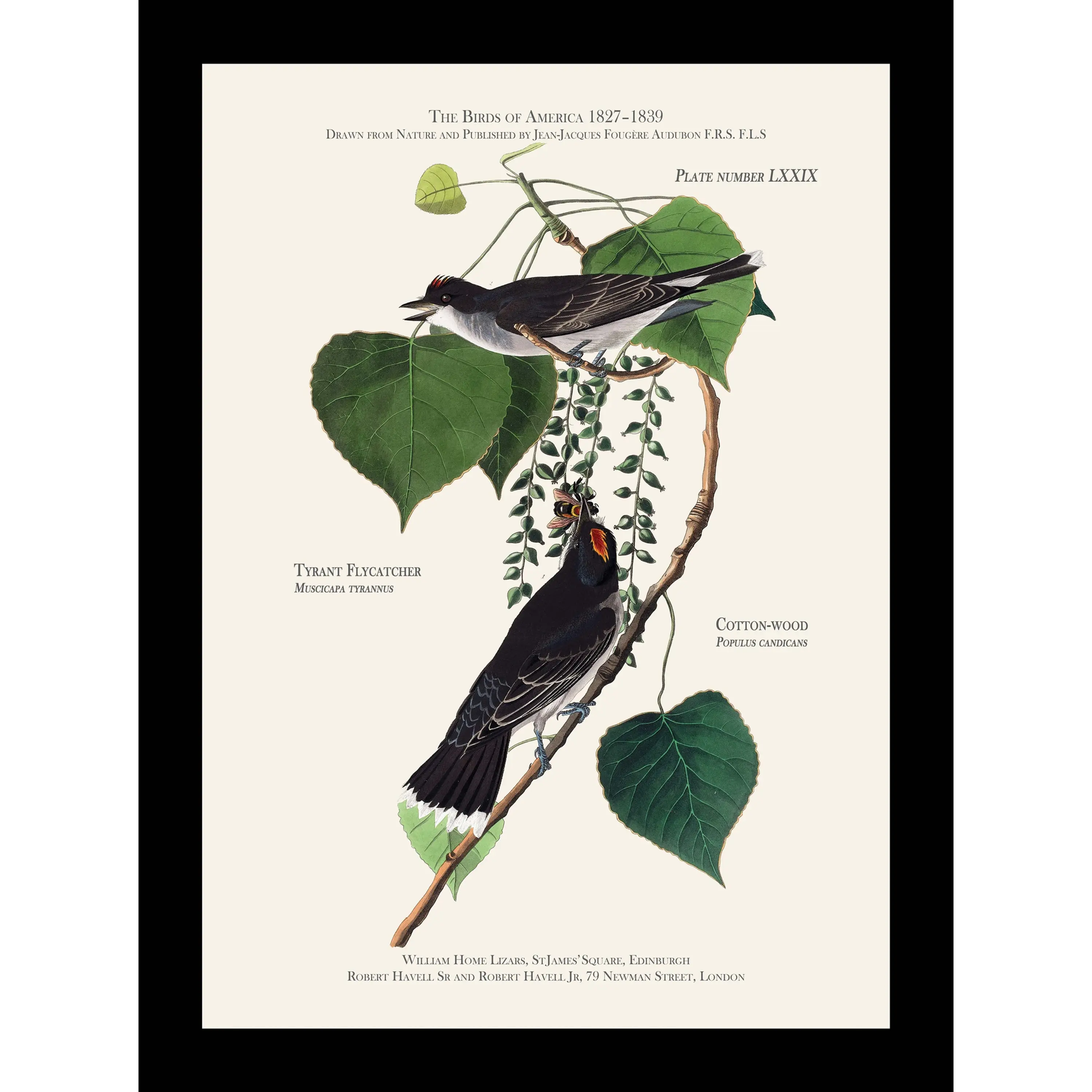 Tyrant Flycatcher