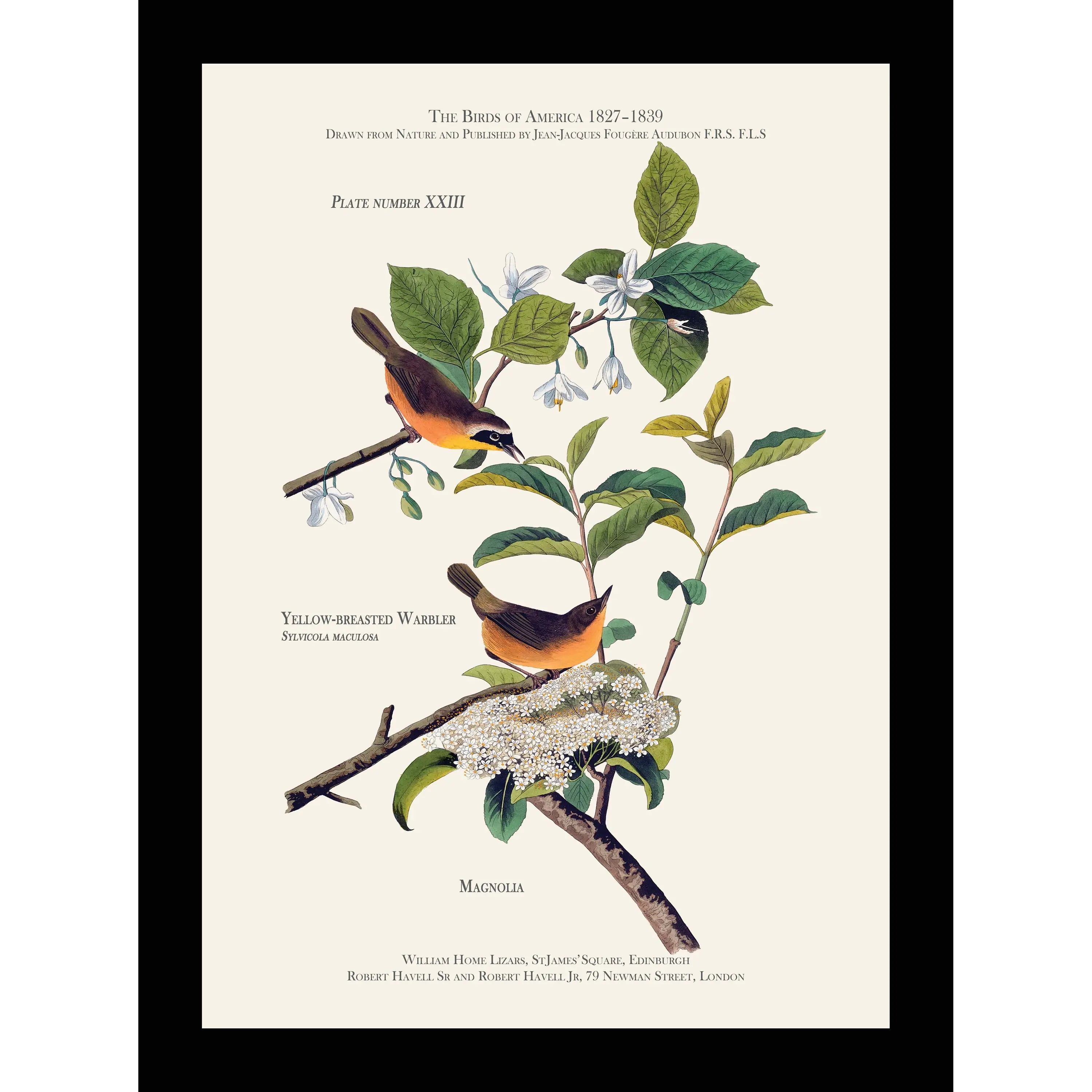 Yellow Breasted Warbler