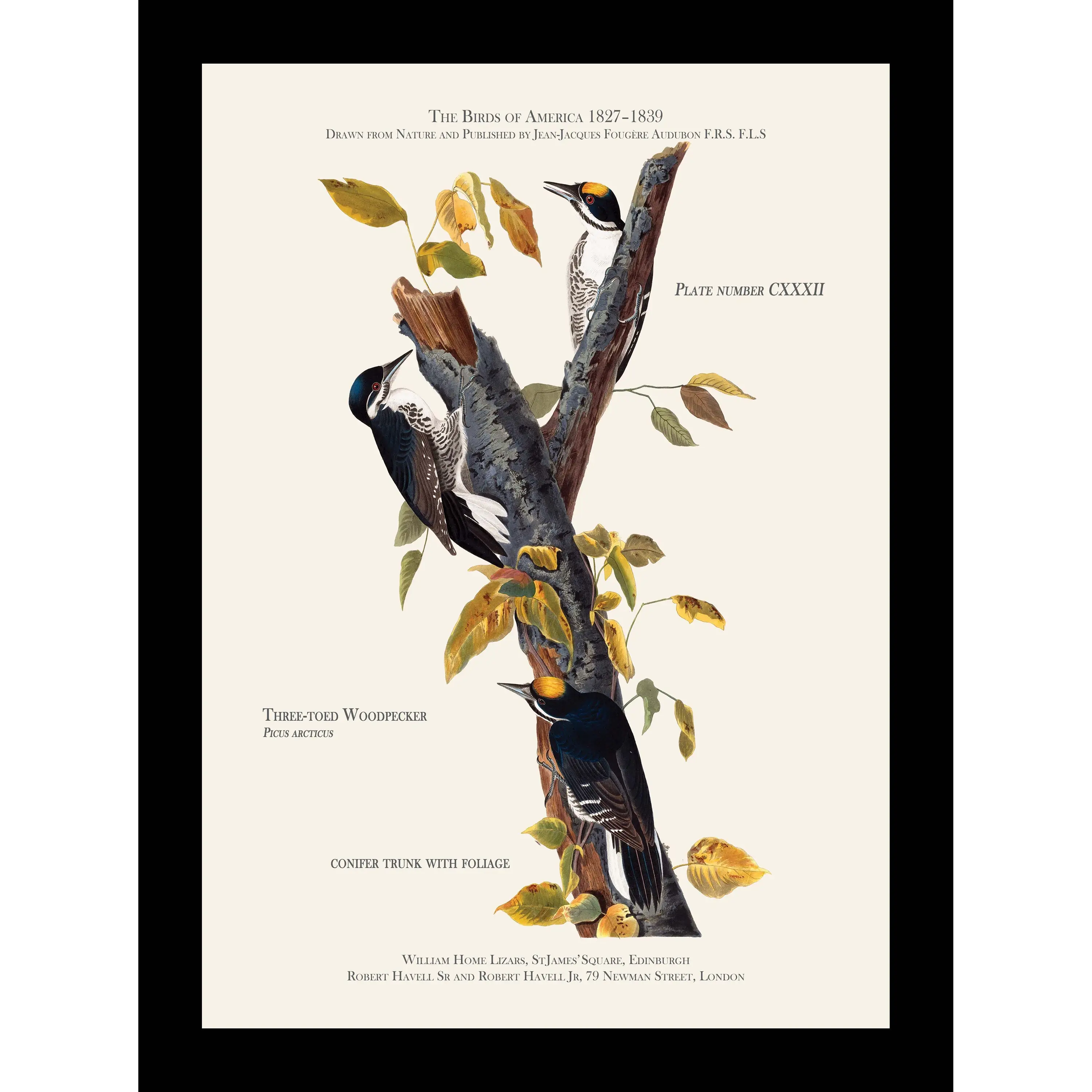 Three-Toed Woodpecker