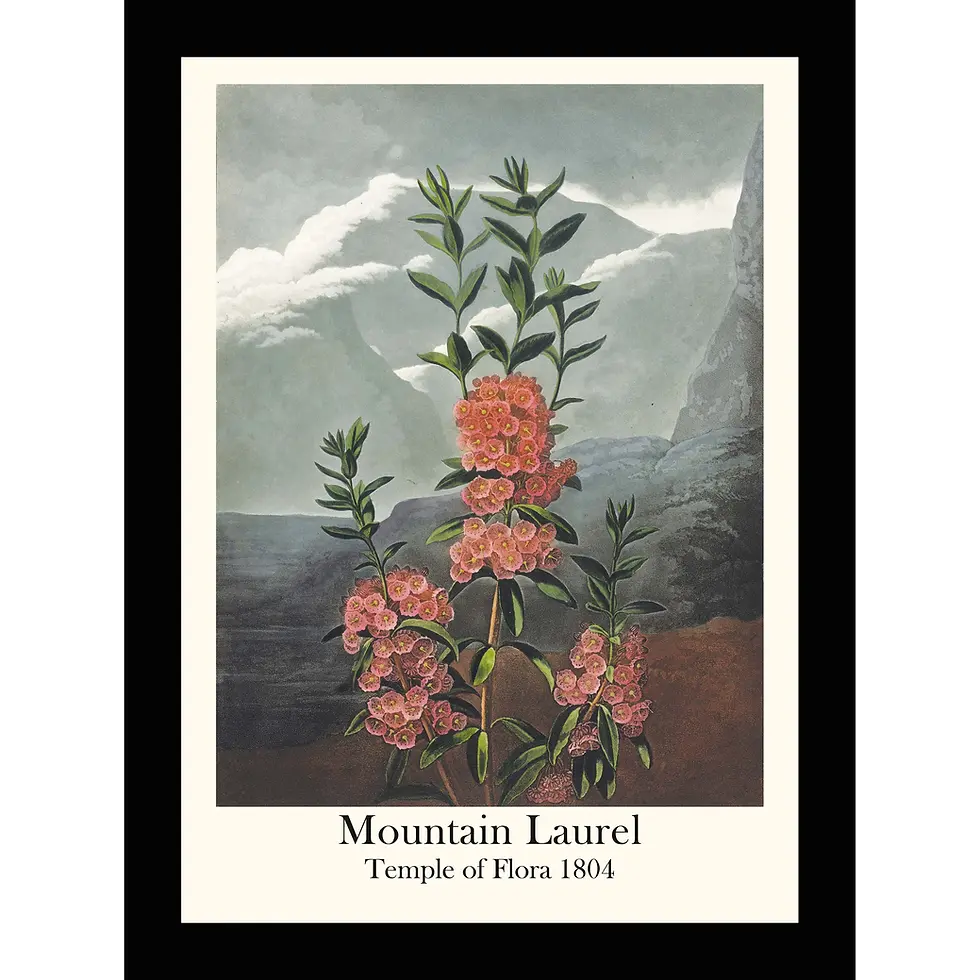 Thumbnail: Mountain Laurel