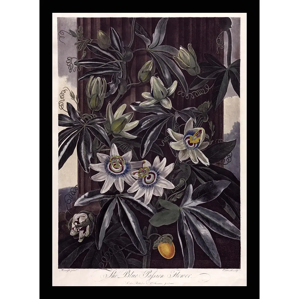 Blue and white passion flower hanging before a dark, atmospheric landscape with ancient ruins and a moon