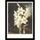 Thumbnail: Pure white Madonna lilies with green and white striped leaves against a dark, moonlit night sky and garden.