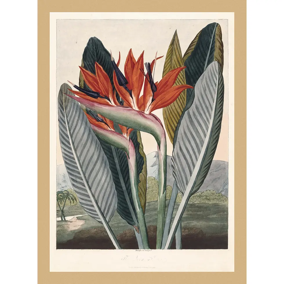 Bright orange and purple Bird of Paradise flower against a dark, tropical coastal landscape and a stormy sky.