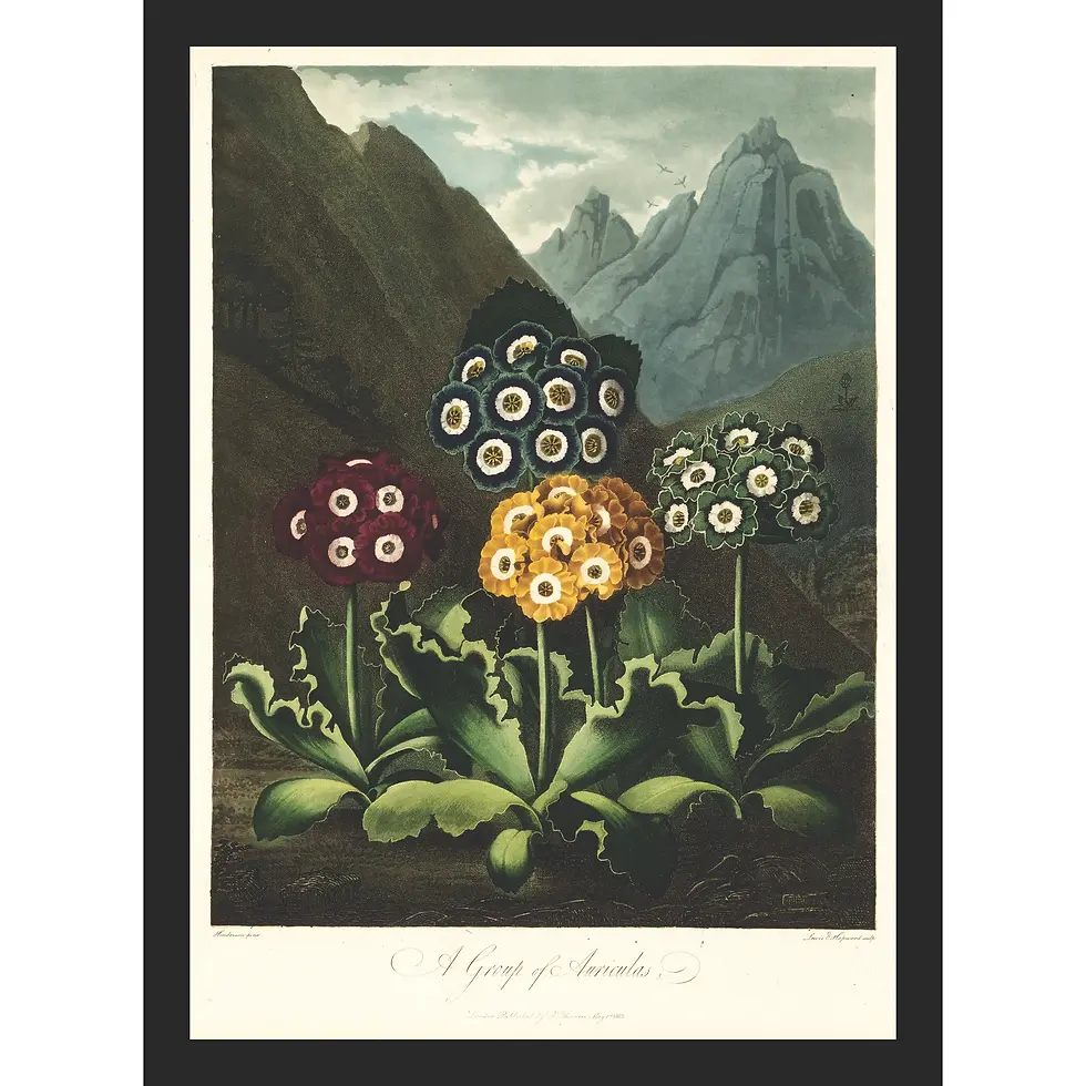 Botanical illustration featuring colorful, powdered Auricula flowers in a stone urn against a dark, stormy landscape.