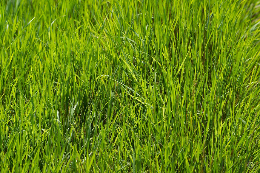 Fresh_Grass_Texture-1469.jpeg