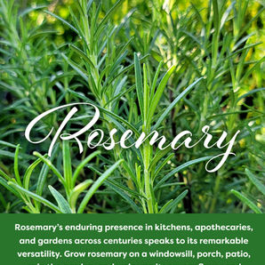 Rosemary