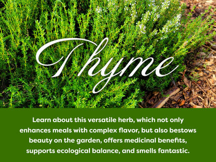 Learn about Thyme in your spare time!