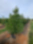 IMG_3130.JPEG