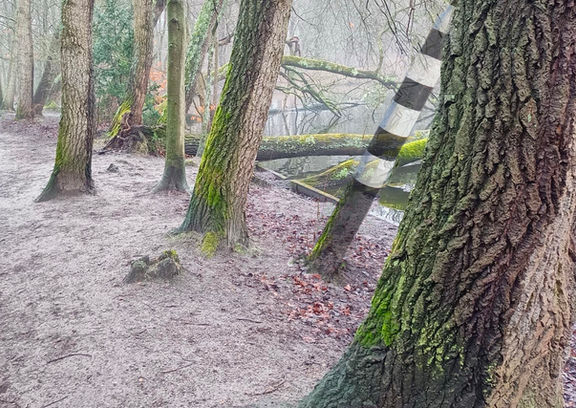 Forest and traffic lights, opposites, nature, urban, collage, photography, belonging, competing concepts, environment, urbanisation