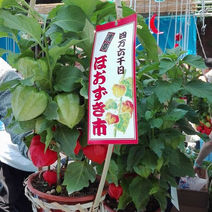 ほおずき市