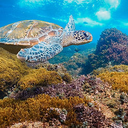 Turtle in shallow water at cook island