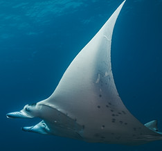 manta ray swimming past