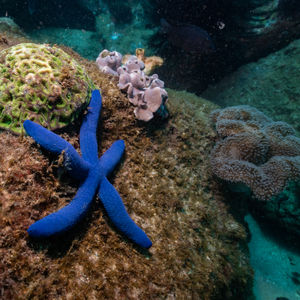 star fish at cook island