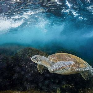 green turtle in the waves at cook island