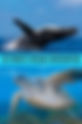 Whale Watching -Ultimate Ocean Encounter