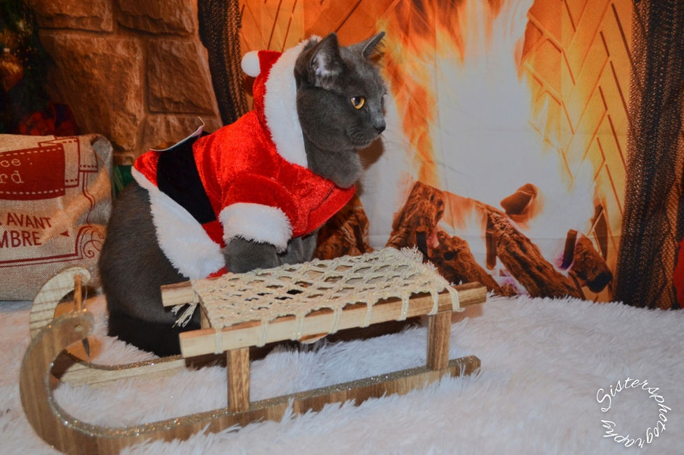 InCollage_20221212_162950315