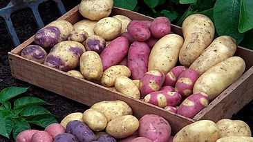 potato-selection940x627.jpg