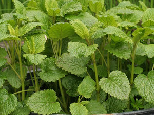 Lemon Balm: A Little Garden Sunshine