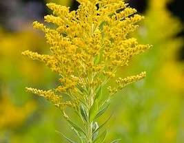 Goldenrod: Autumn’s Golden Gift and Its Herbal Heritage