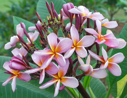プルメリア苗木 「Indonesian Violet」