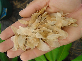 Seeds.jpeg