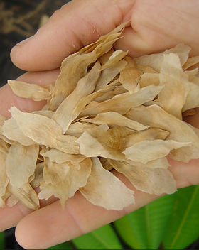 Seeds.jpeg