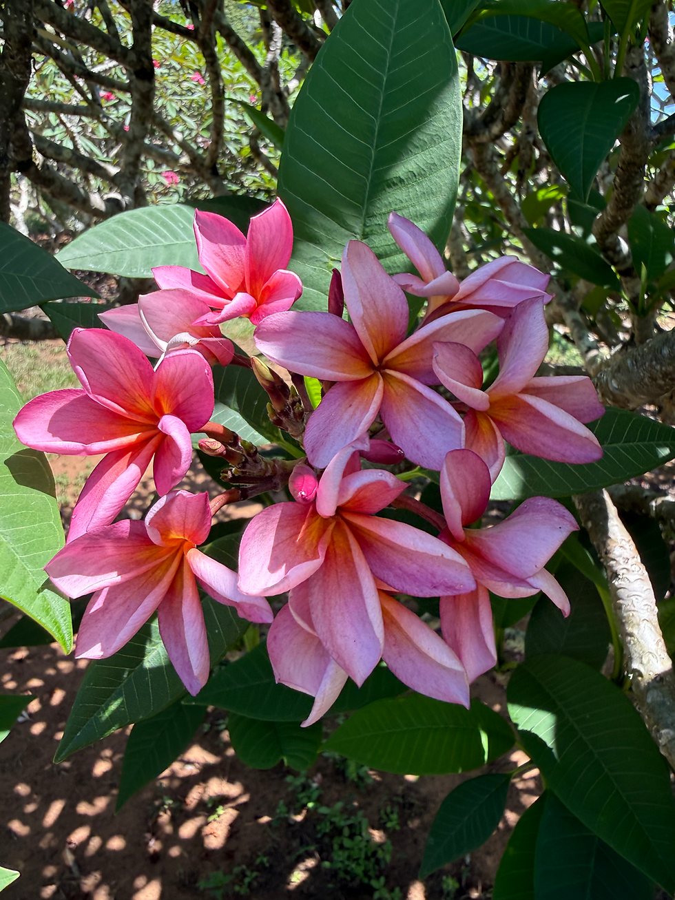 Thumbnail: Indonesian Violet
