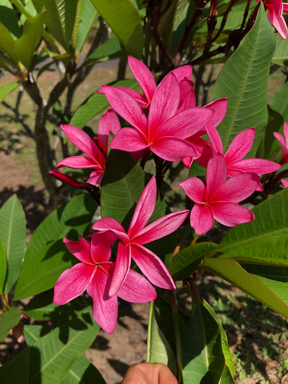 Thumbnail: Tropical Kiss
