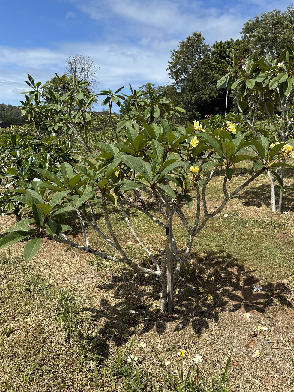 Bowen Yellow - Large (E3)