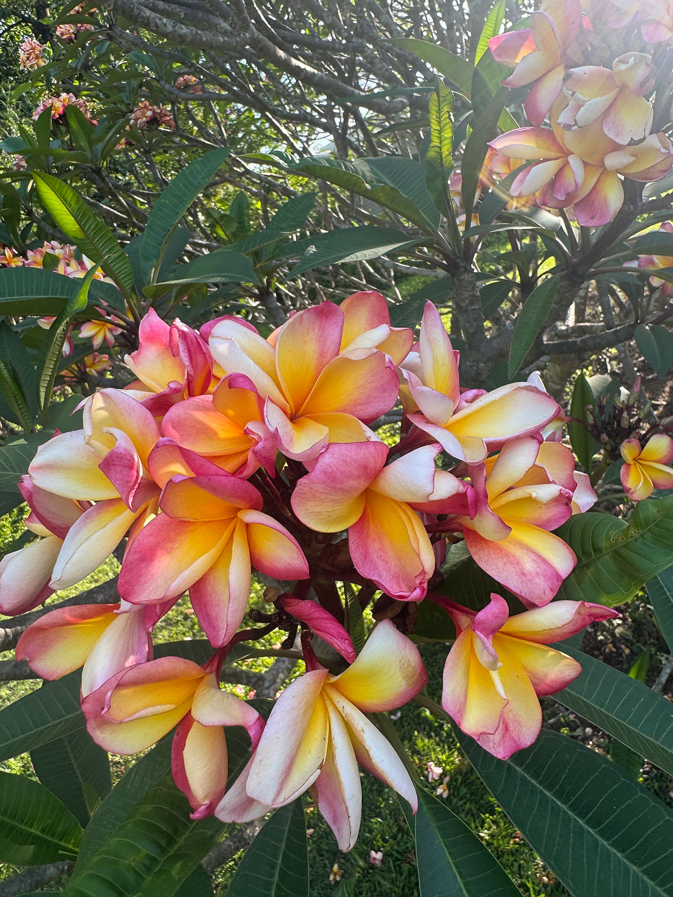 Thumbnail: Lei Rainbow