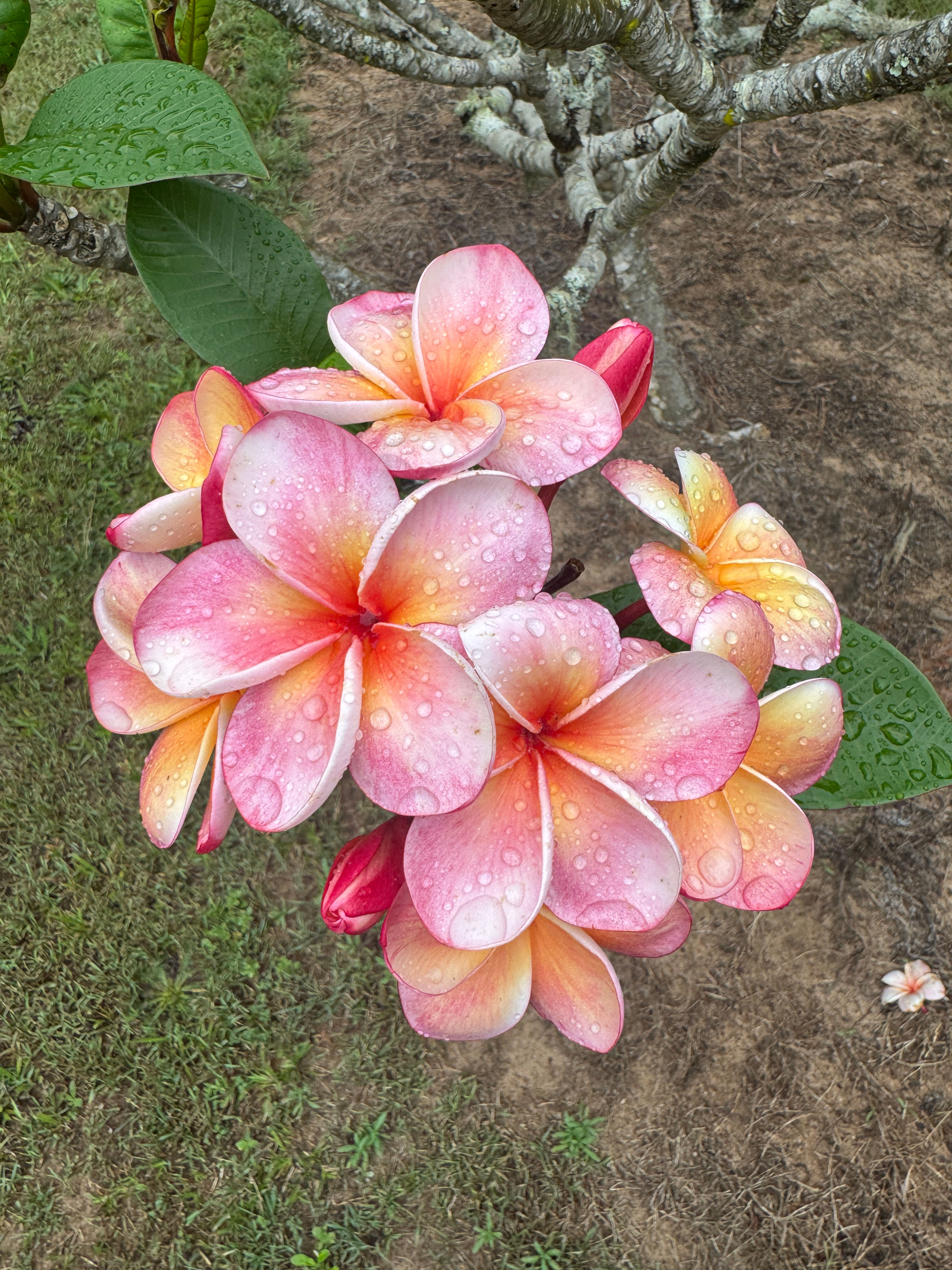 Thong Tawee Koon (aka J4)