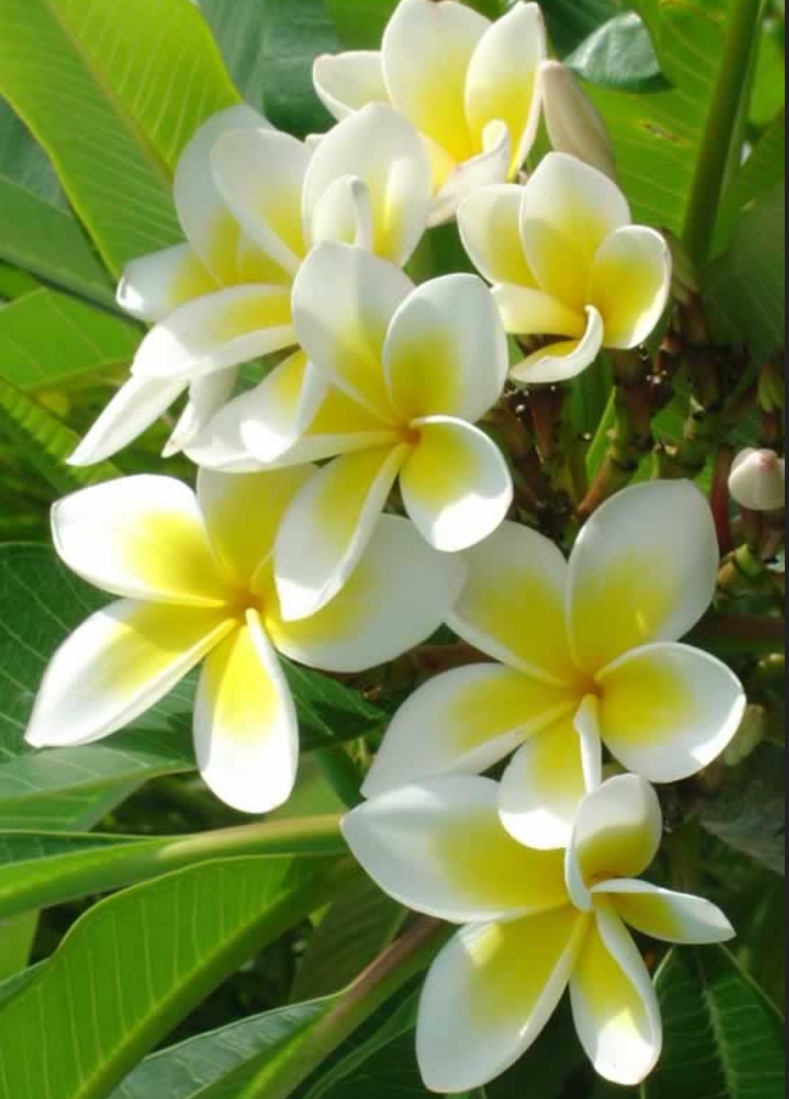 Common White Celadine