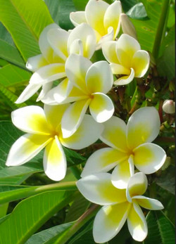 Common White Celadine