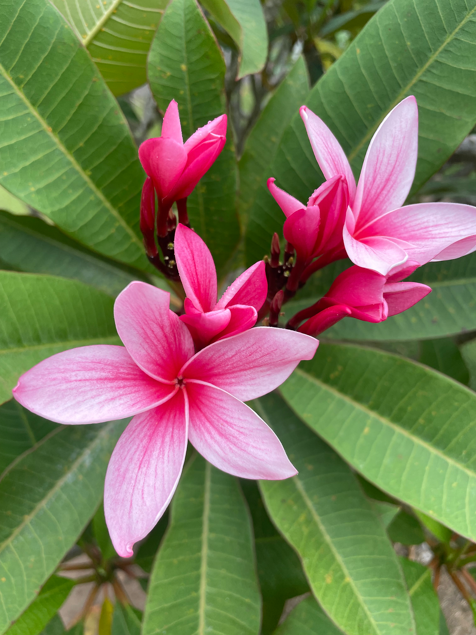 Thumbnail: Tropical Kiss